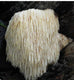 Manuka 250mgo infused  Lions Mane 250gm